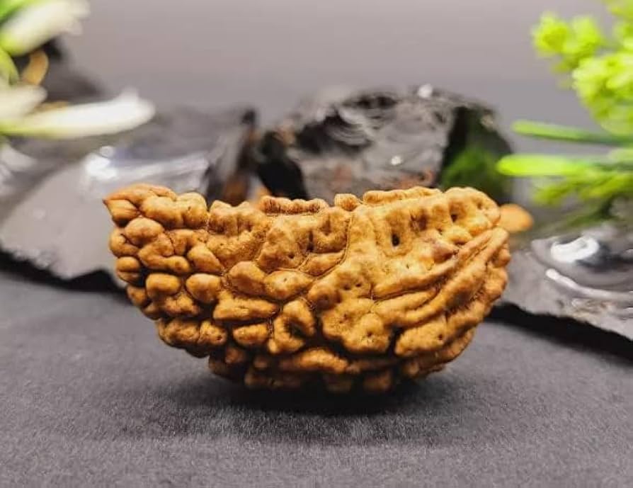 1 Mukhi Siddh Rudraksha | Rare Shiva Rudraksha for Enlightenment, Focus & Liberation